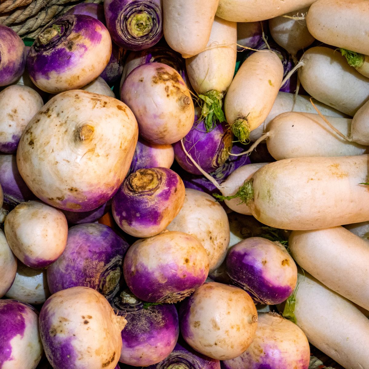 turnip harvest