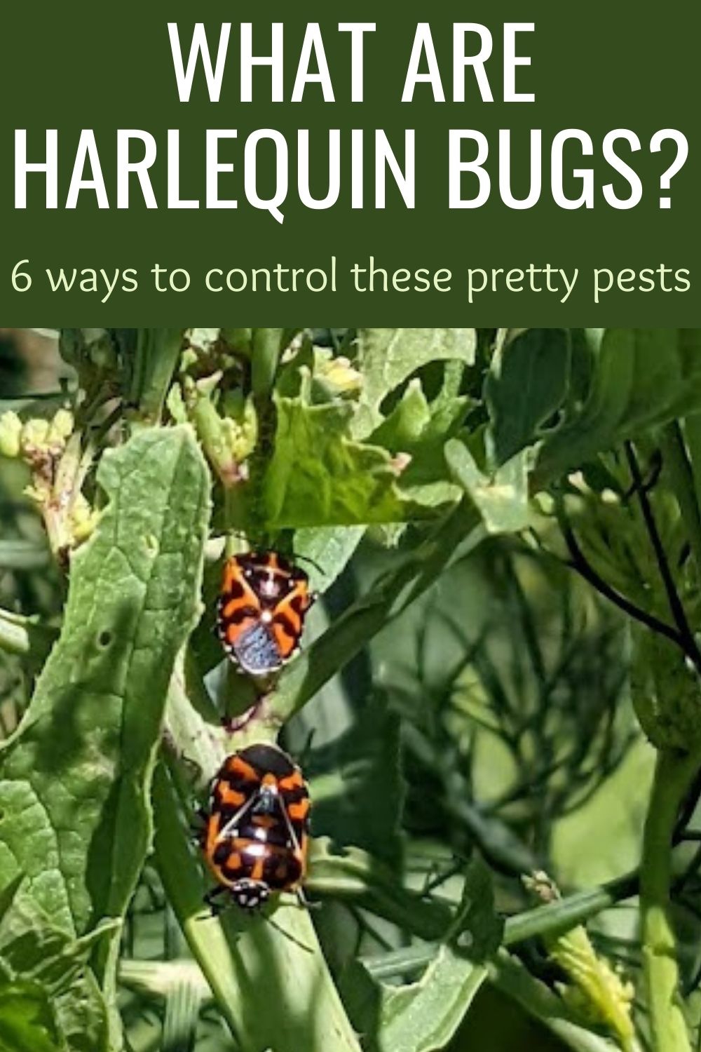 What Are Harlequin Bugs? And 6 Ways to Control These Pretty Pests