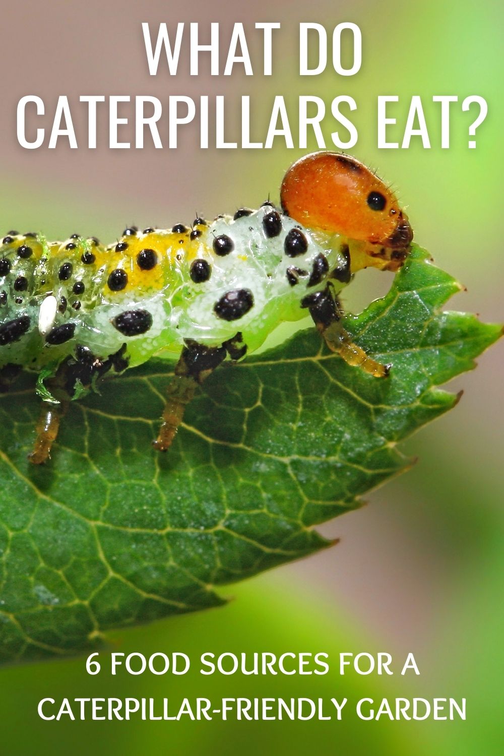 What do caterpillars eat? 6 Food Sources For A Caterpillar-Friendly Garden