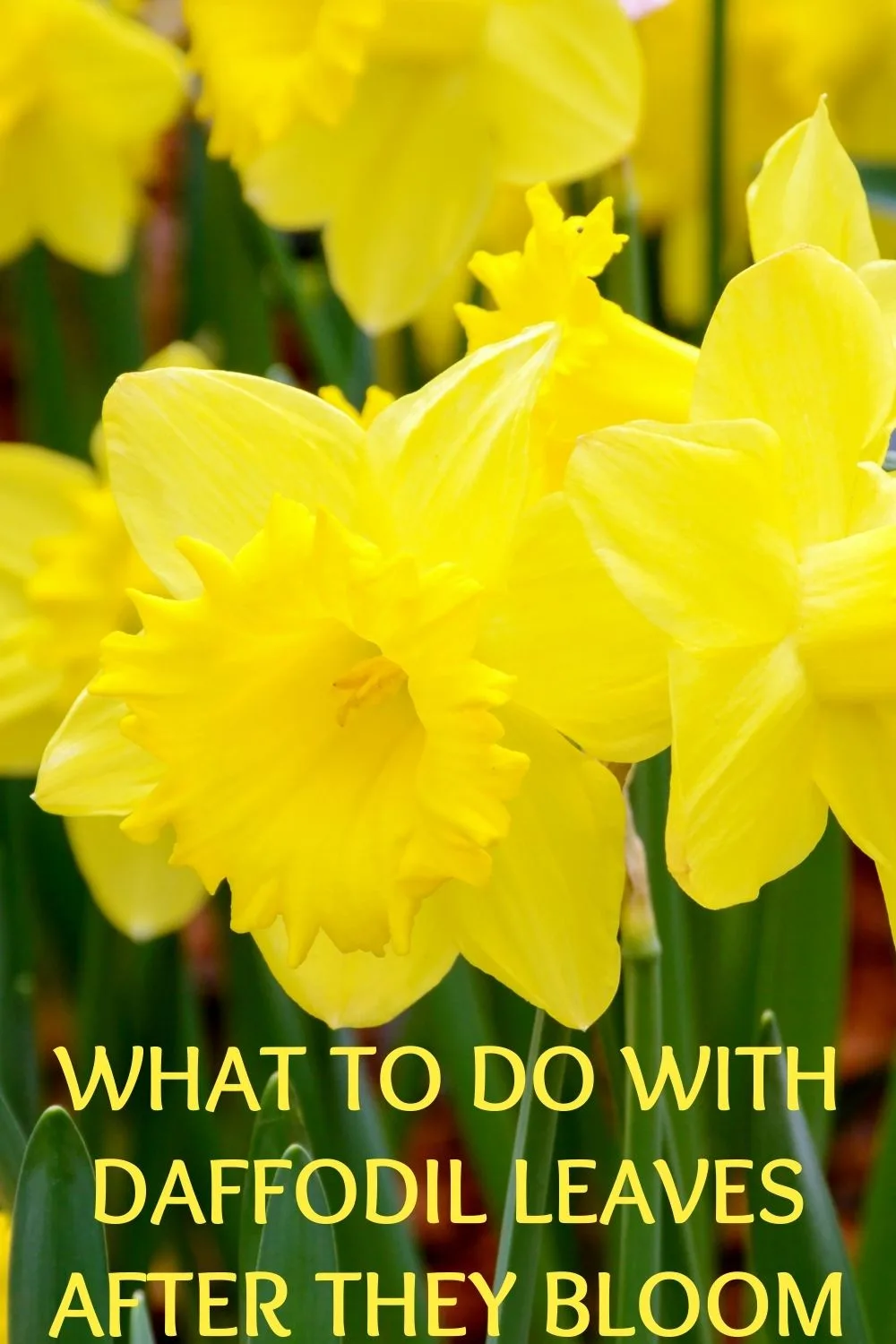 what to do with daffodil leaves after them bloom