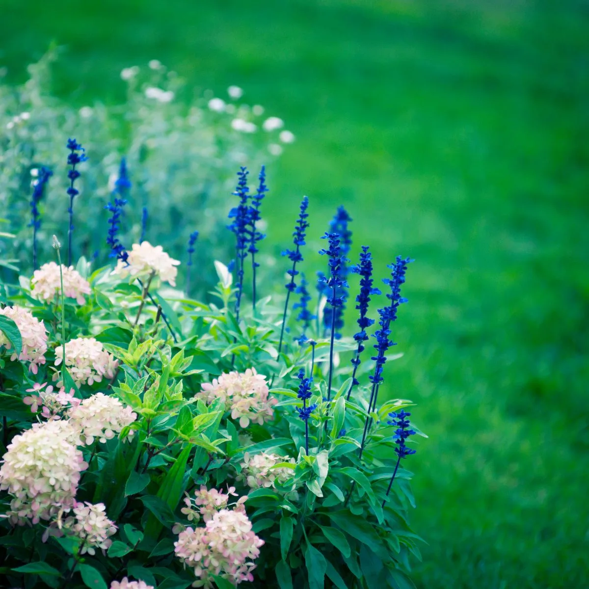 white hydrangeas and blue spiky flowers