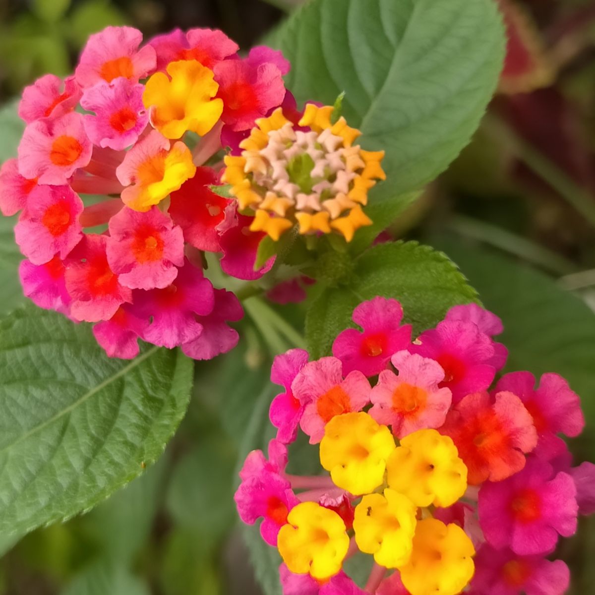 yellow and pink lantana flowers