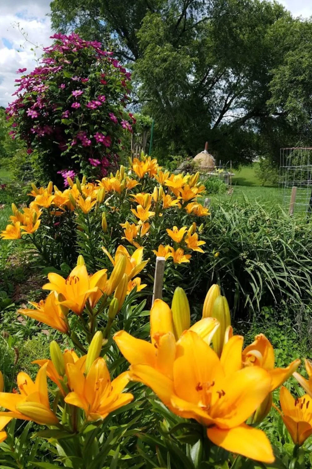 a mass of yellow lilies in front of a trellised purple clematis