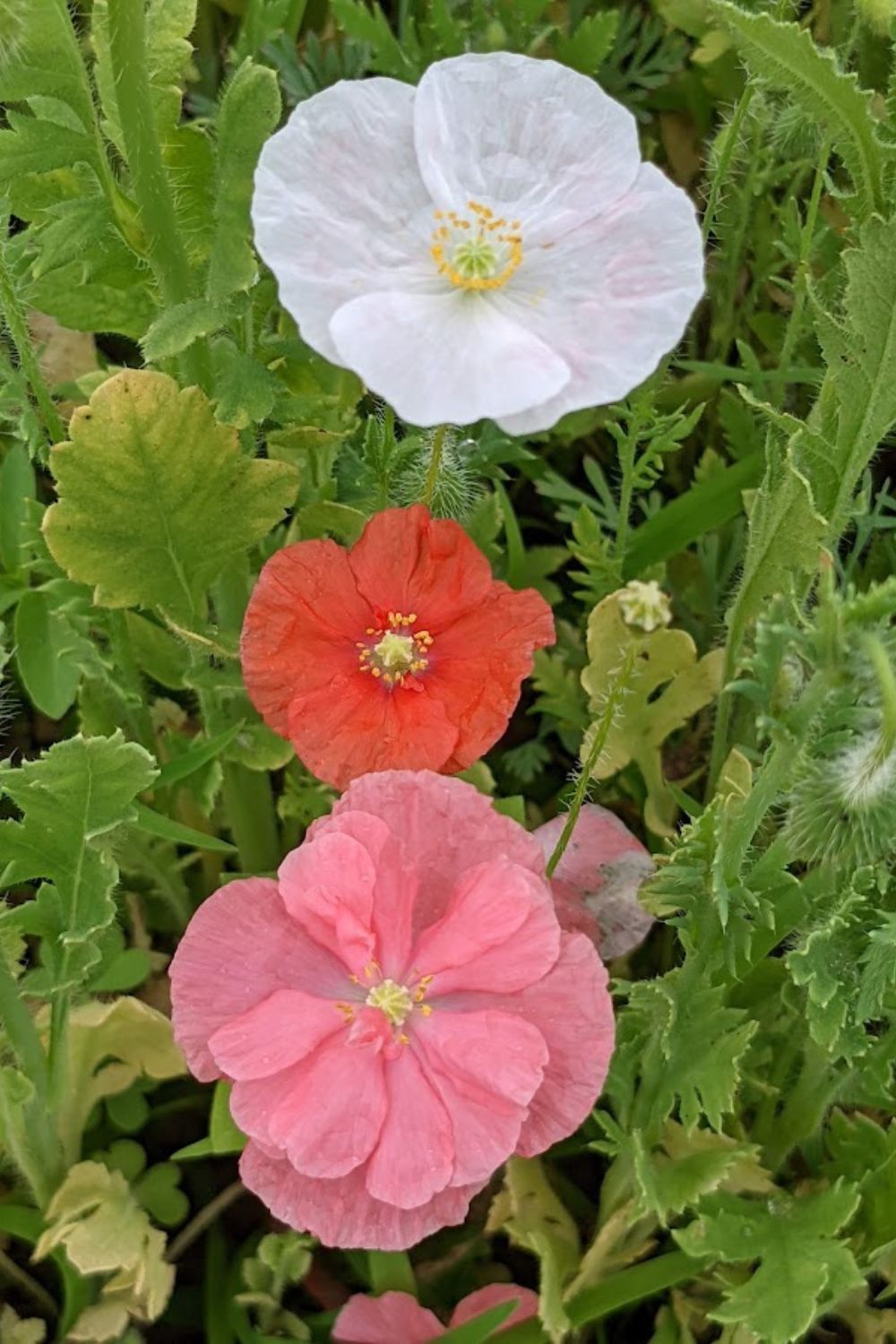 3 poppies in different colors: white, orange and pink