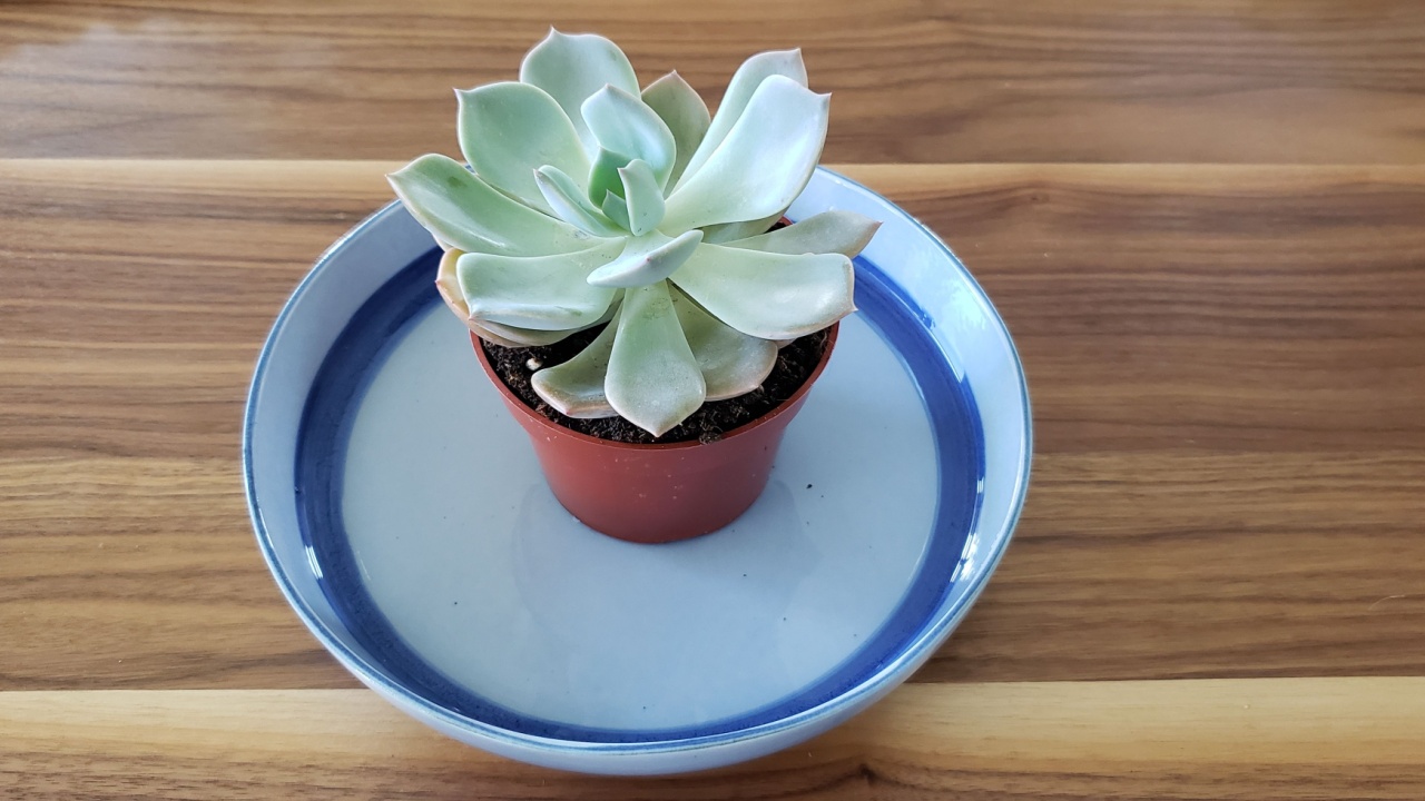 A light-green succulent on a blue bowl-plate bottom watering