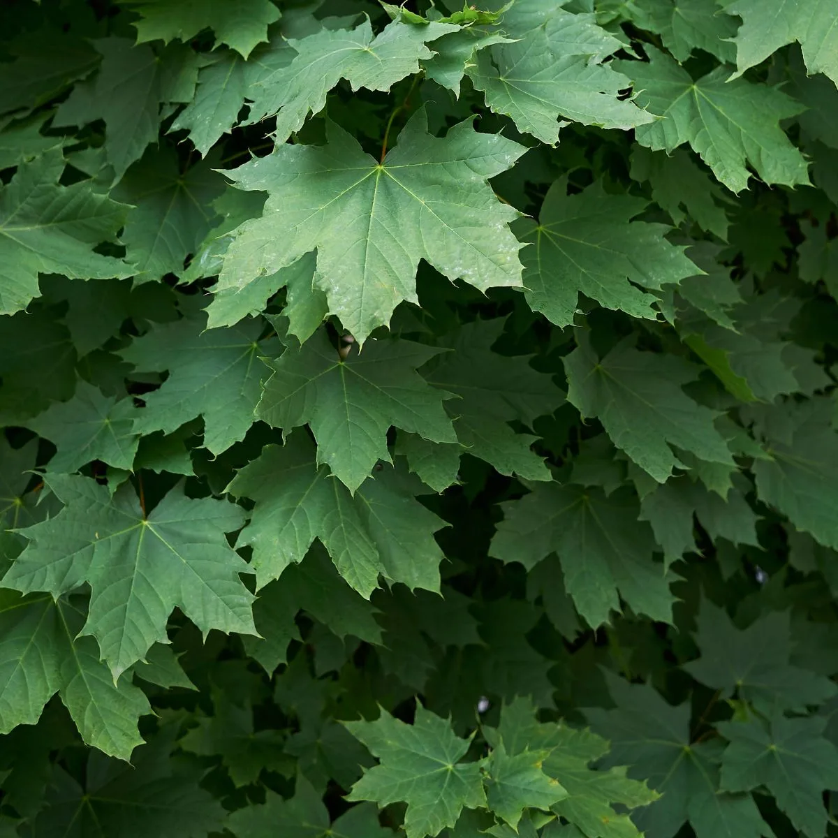 Acer platanoides