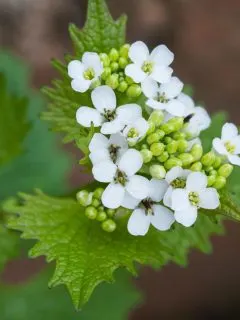 Alliaria petiolata