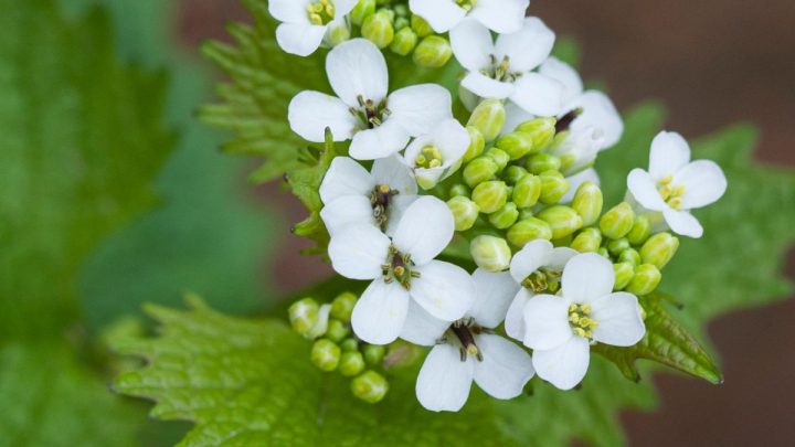 11 Worst Invasive Plants in Delaware (And 22 Natives to Plant Instead)