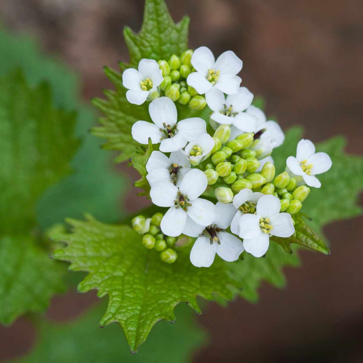 Alliaria petiolata