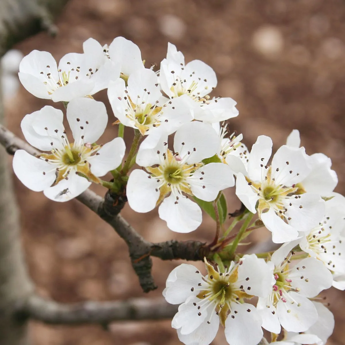 Bradford pear blooms