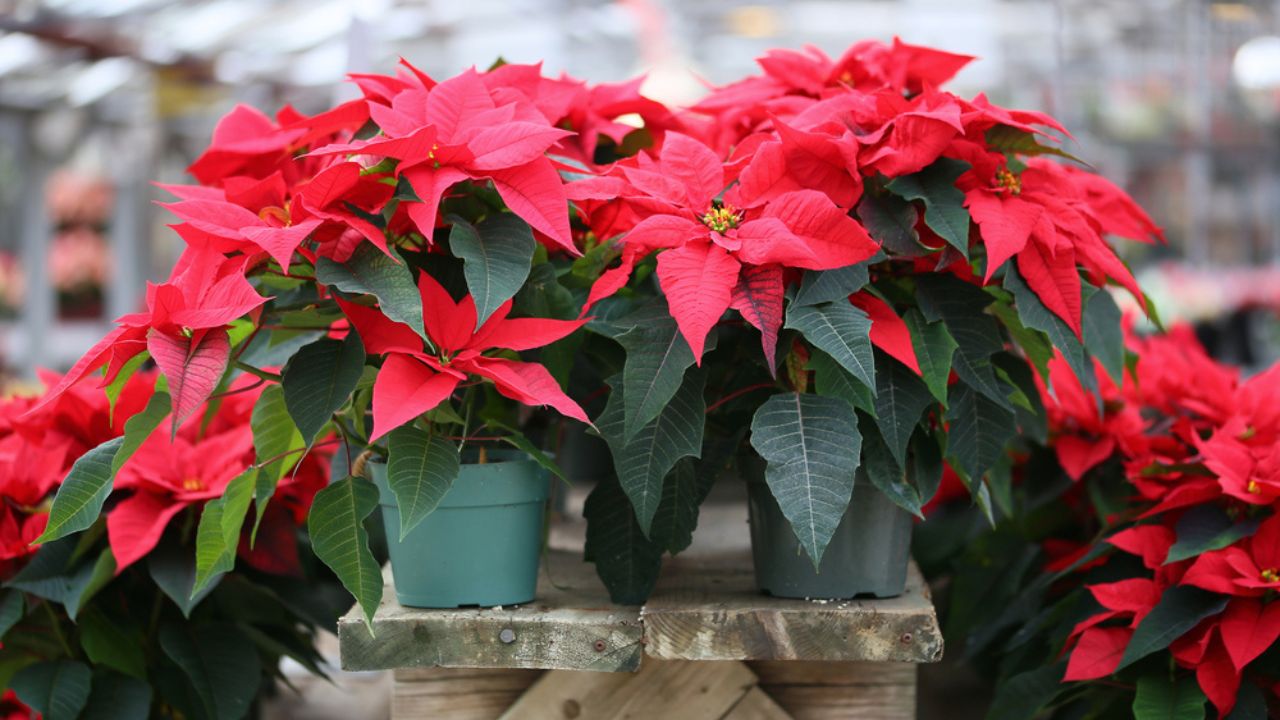 Christmas Poinsettia (Euphorbia pulcherrima)