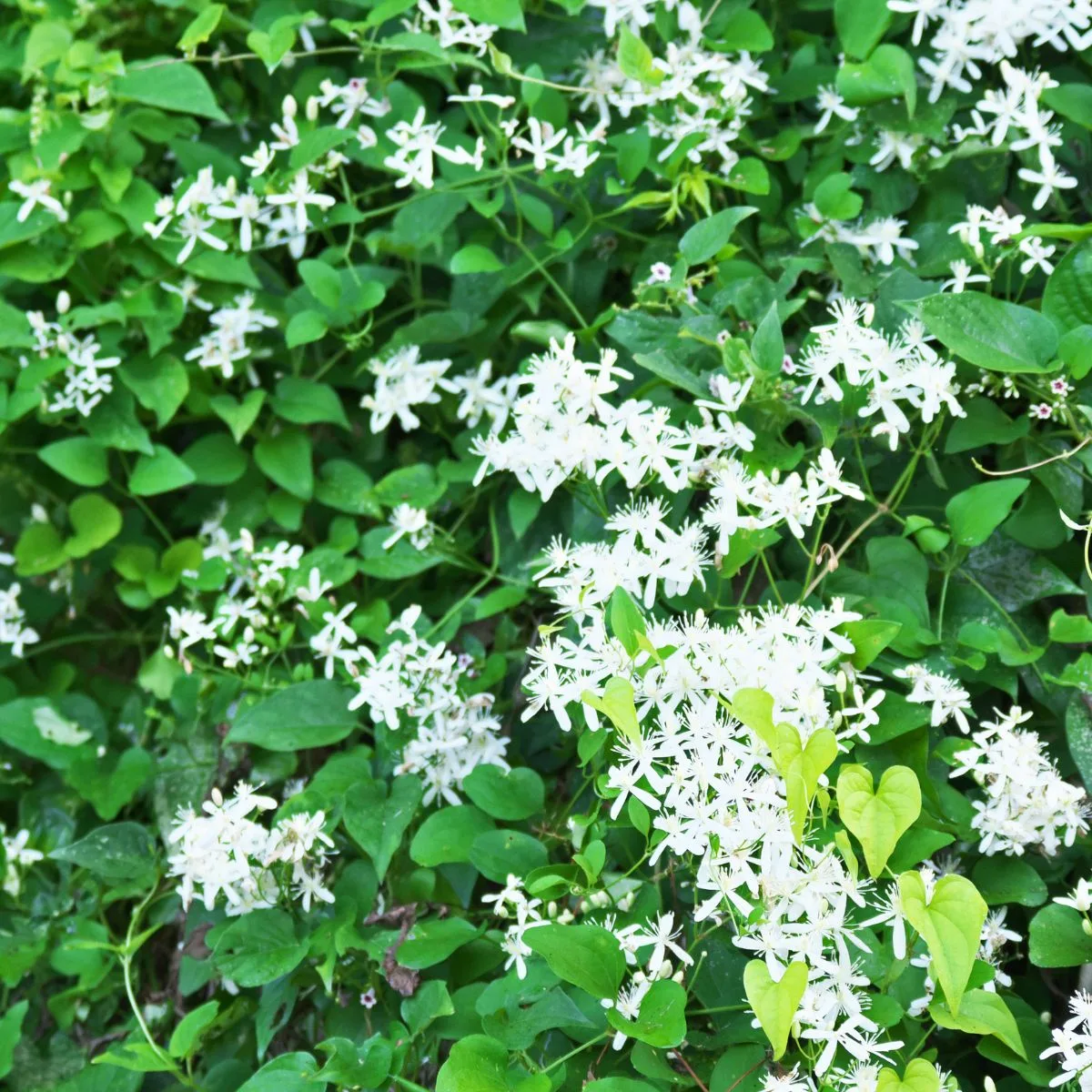 Clematis terniflora