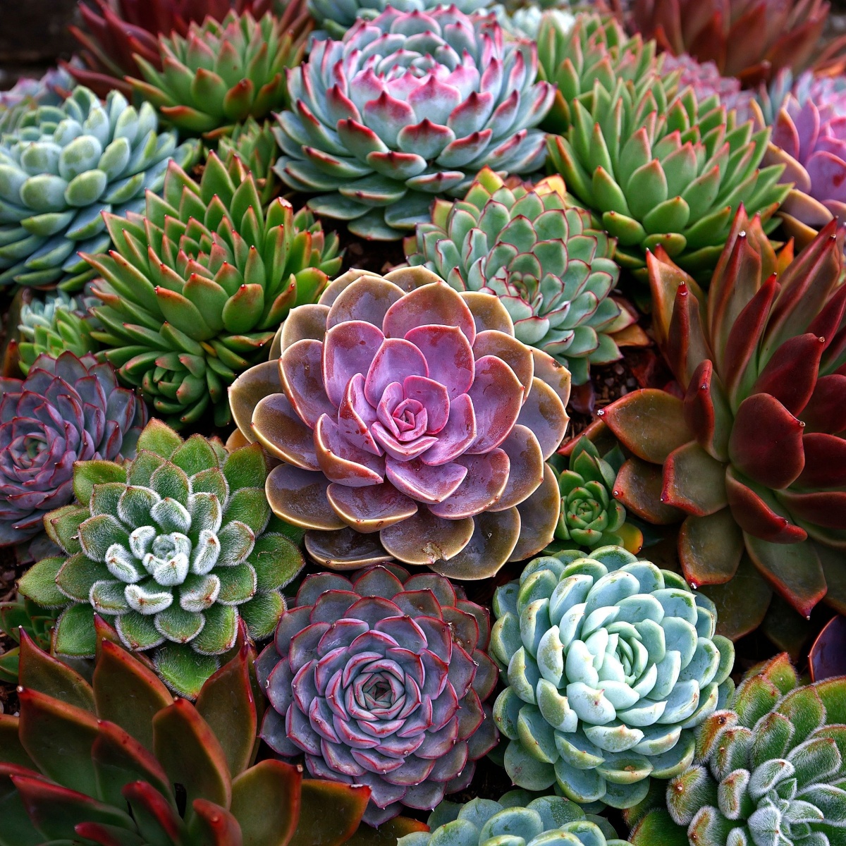 Closeup of various coloured rosettes of the tender perennial garden plant Echeveria.