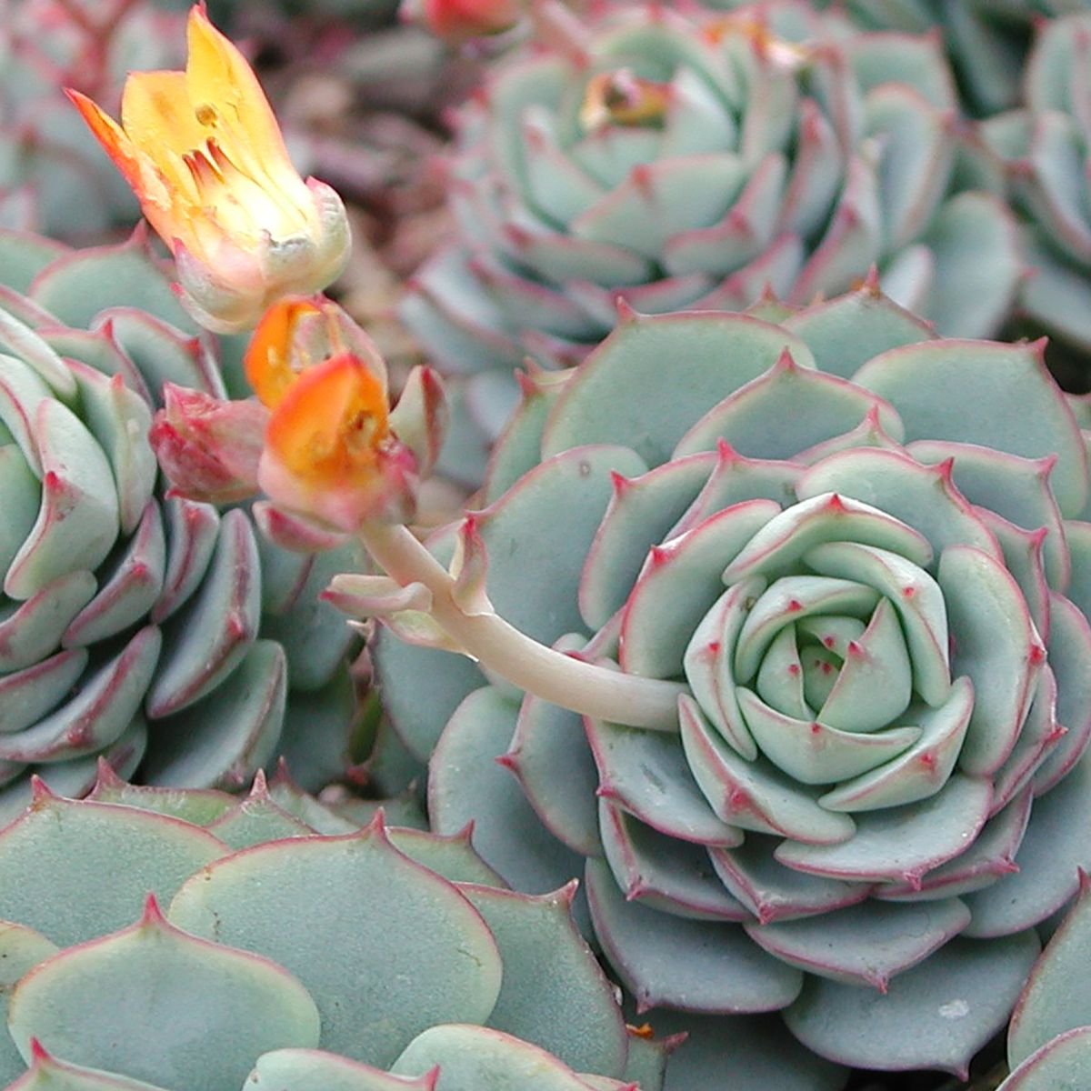 Echeveria 'Compton Carousel'