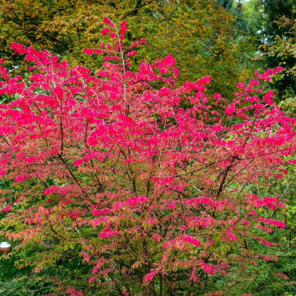 Euonymus alatus