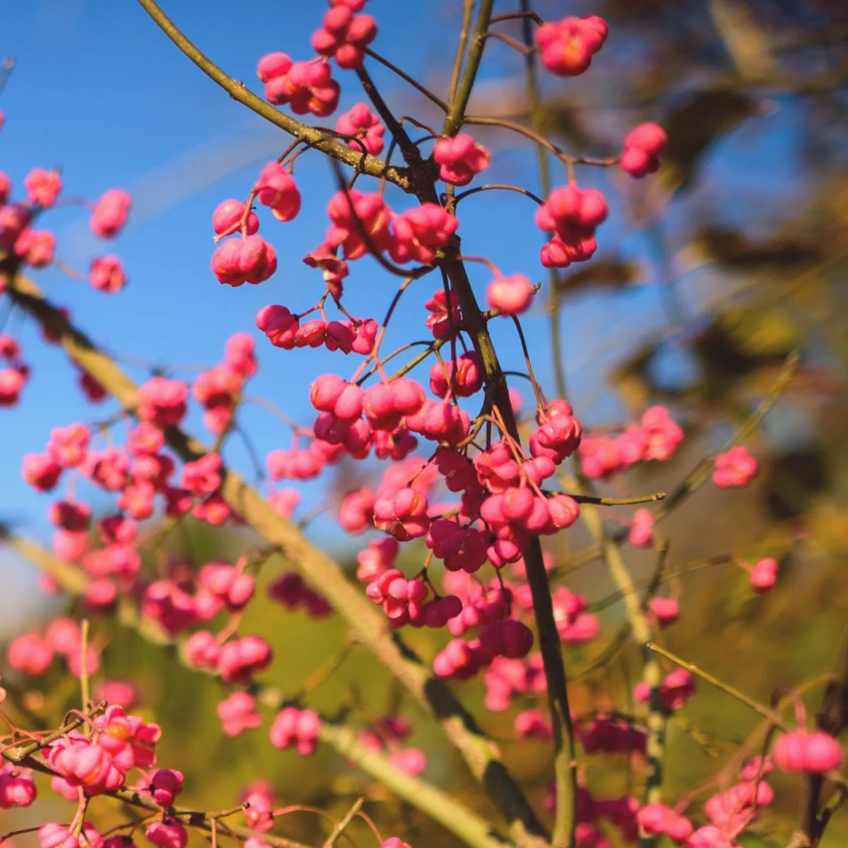 Euonymus atropurpureus