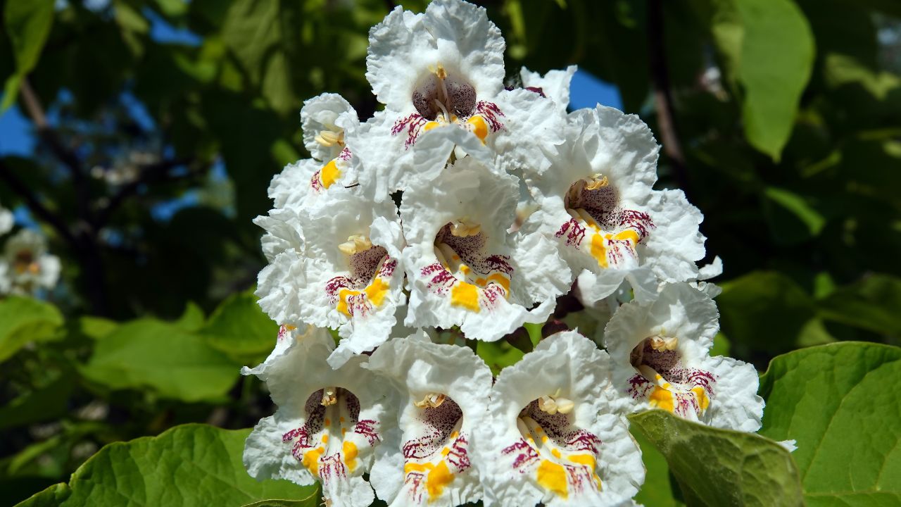 Flowers Catalpa bigoniaformes, Indian bean tree, common catalpa, siren-leaved catalpa, cigar tree, southern catalpa,