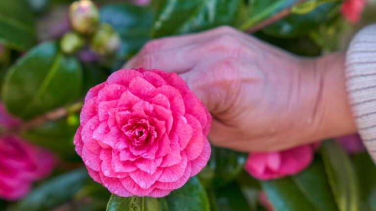 Hand picking up a pink camellia flower straight from the tree