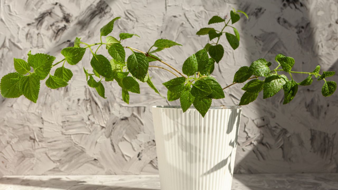 House plant. Green plant Swedish Ivy (Plectranthus australis) in a white pot on a gray background