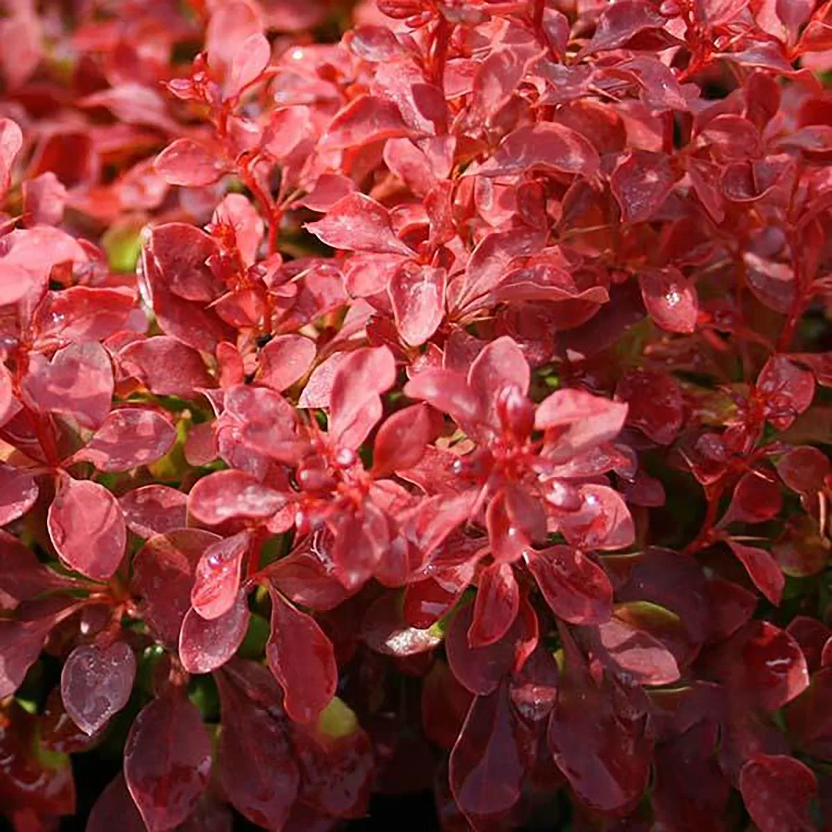 Japanese barberry.