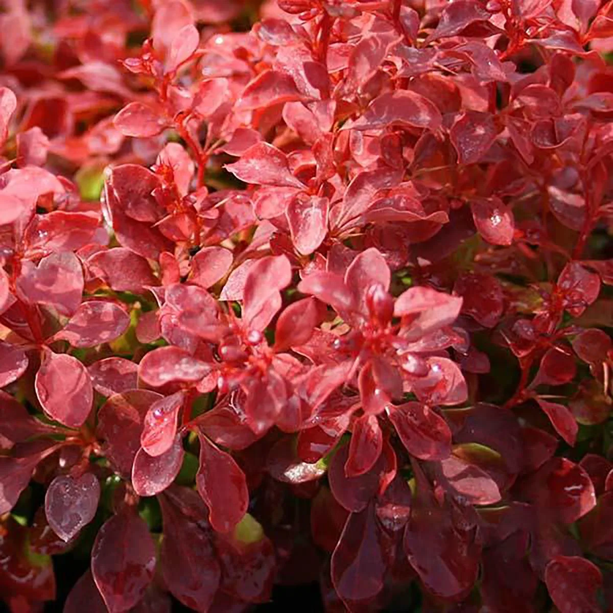 Japanese barberry