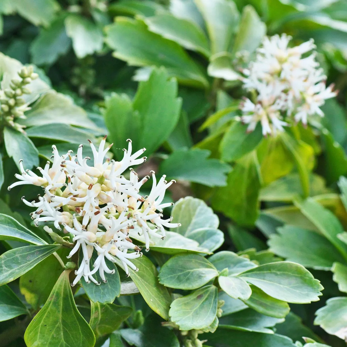 Japanese pachysandra