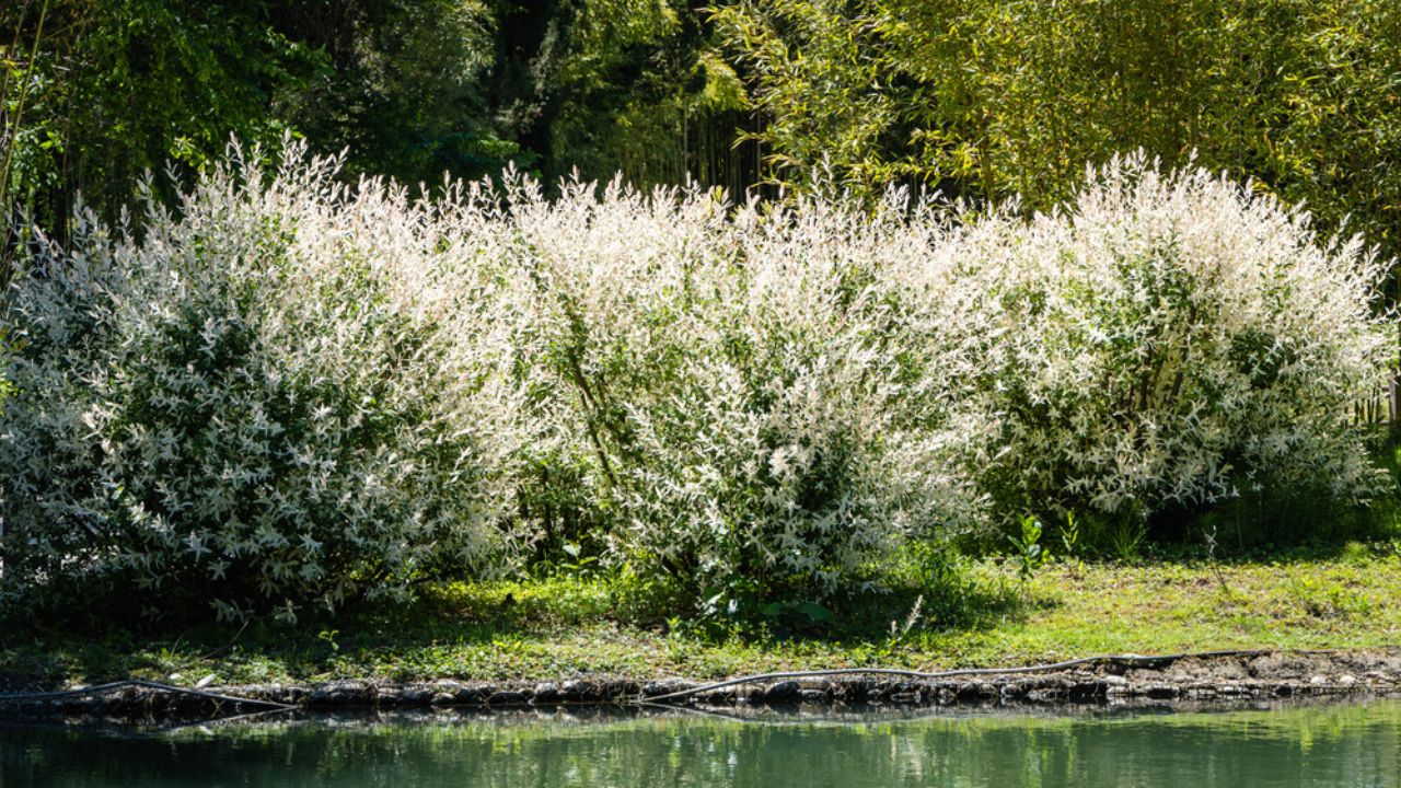 Large Bushes of Japanese whole-leaved willow, Salix Integra Hakuro-Nishiki on bank of artificial lake