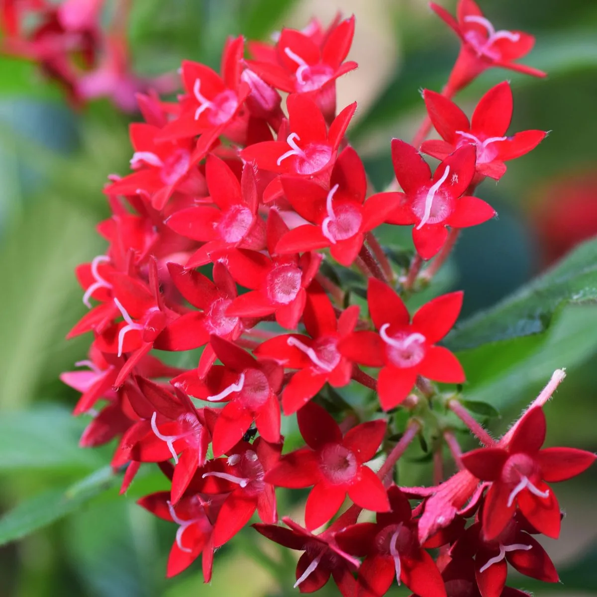 Pentas lanceolata red flowers