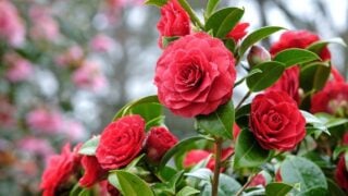 Red double Camellia japonica 'Black Tie' in flower.