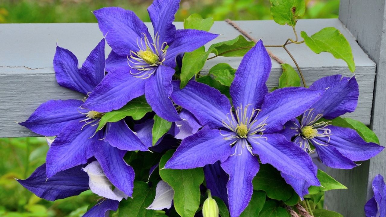 Rhapsody Clematis in Inniswood Metro Gardens, Columbus area, OH, May