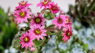 Sempervivum arachnoideum in full spring flowering
