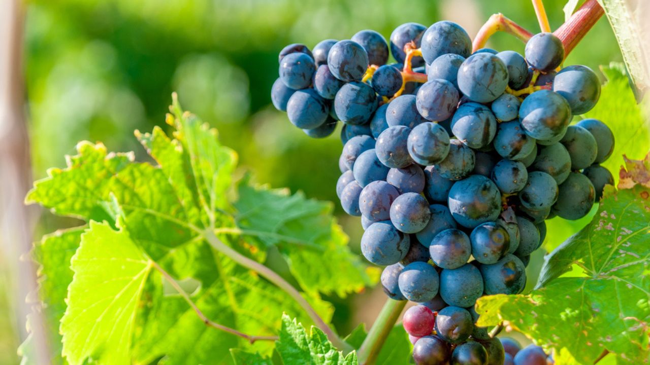Sweet and tasty blue grape bunch on the vine with free space copyspace