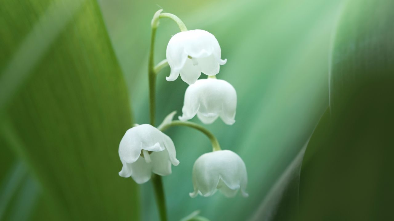 Lily of the valley (Convallaria Majalis)