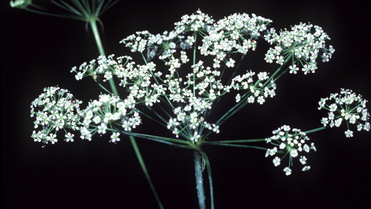 Stiff cowbane (Oxypolis rigidior)