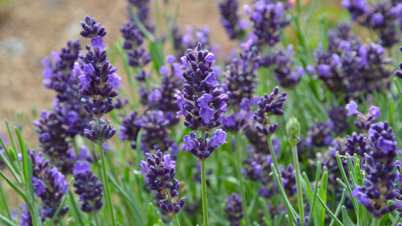 Lavender (Lavandula)