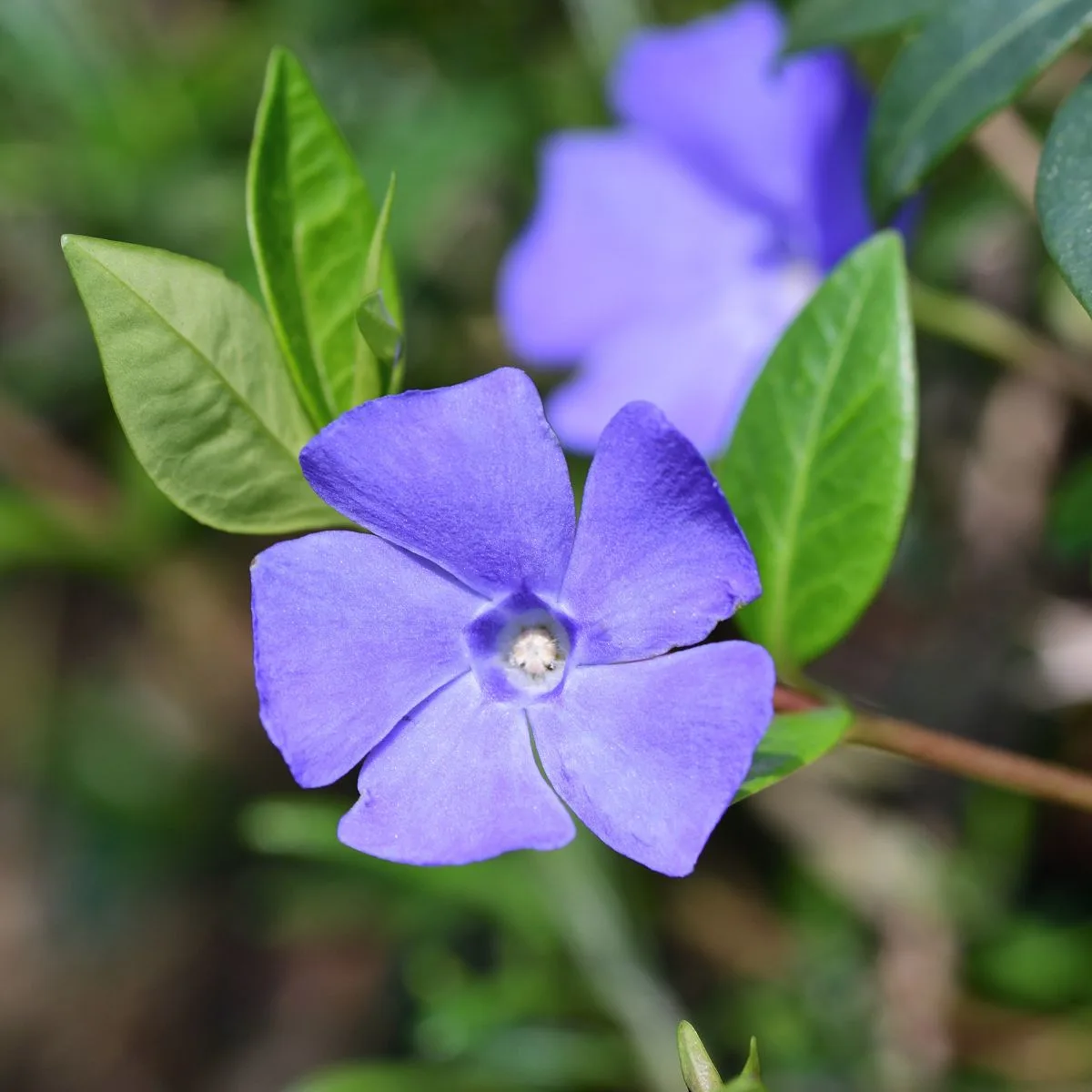 Vinca minor