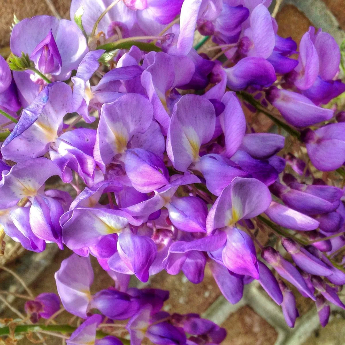 Wisteria sinensis flowers