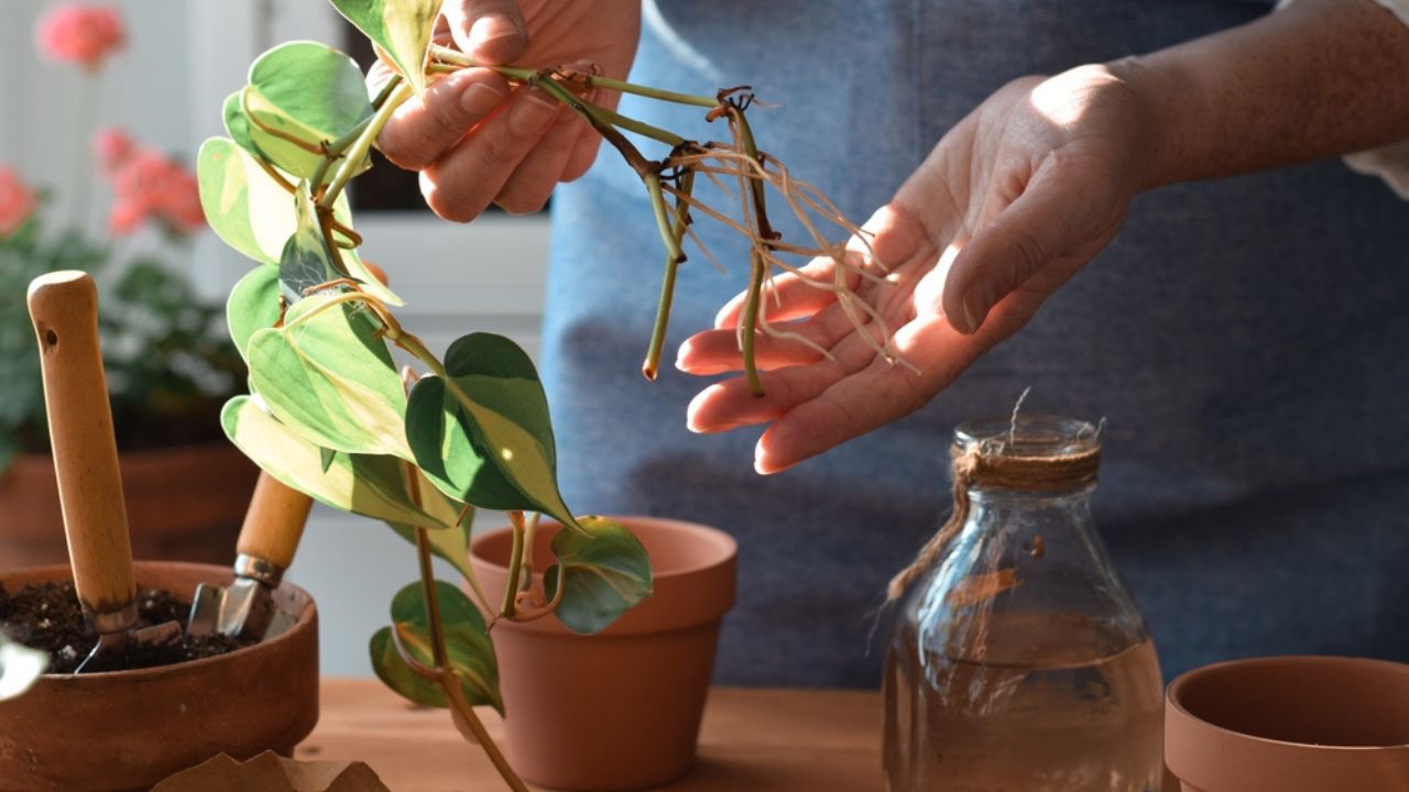 Woman is holding philodendron plant cuttings with roots ready to be planted