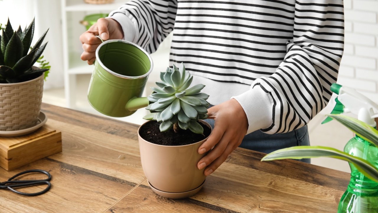 Woman watering succulent plant at home