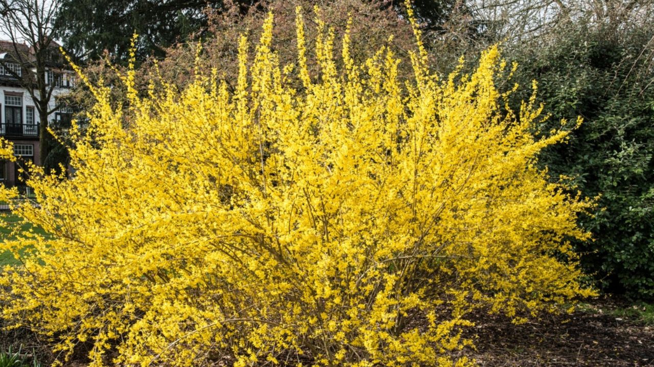 Yellow flowers of Forsythia x intermedia 'Lynwood'
