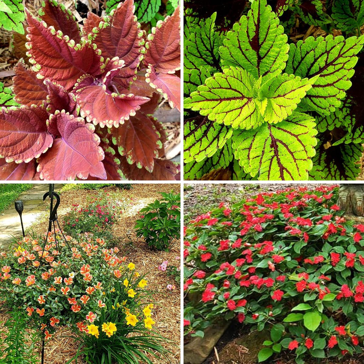 annuals I add for color: coleus, impatiens and daylilies