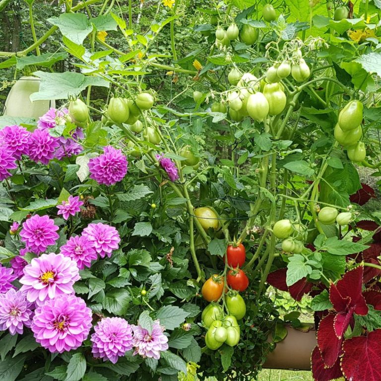 backyard fence garden