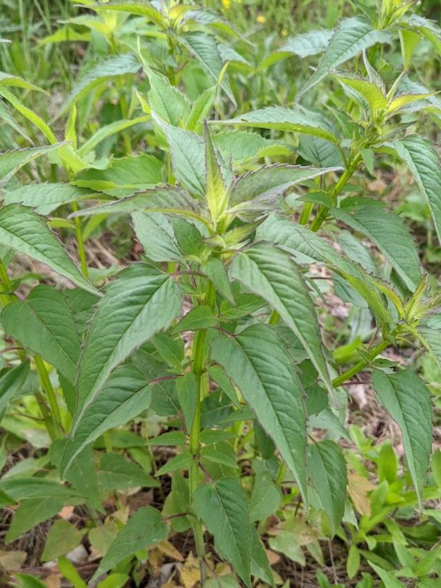bee balm plant without flowers