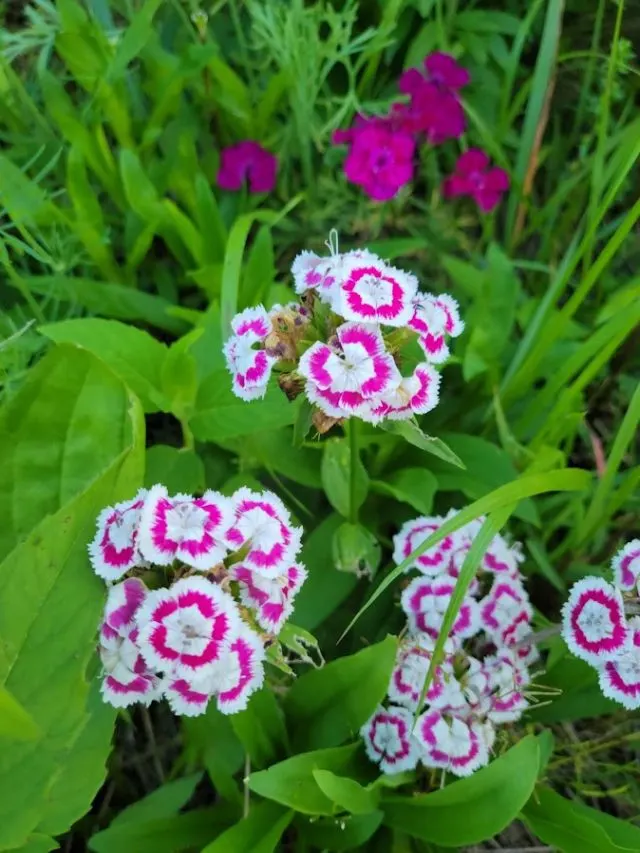 bicolor sweet william flowers: pink and white