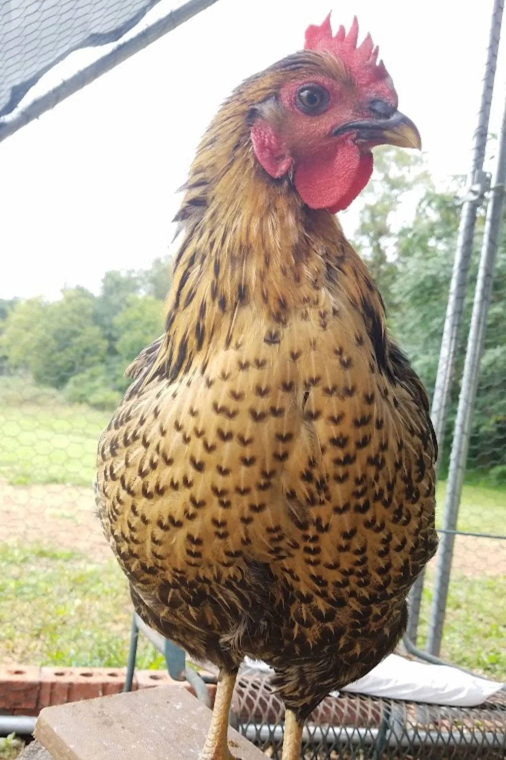 black Asian chicken, with a tan chest filled with brown hearts