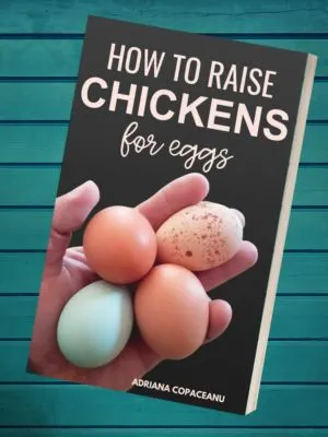 How to raise chickens for eggs book. 