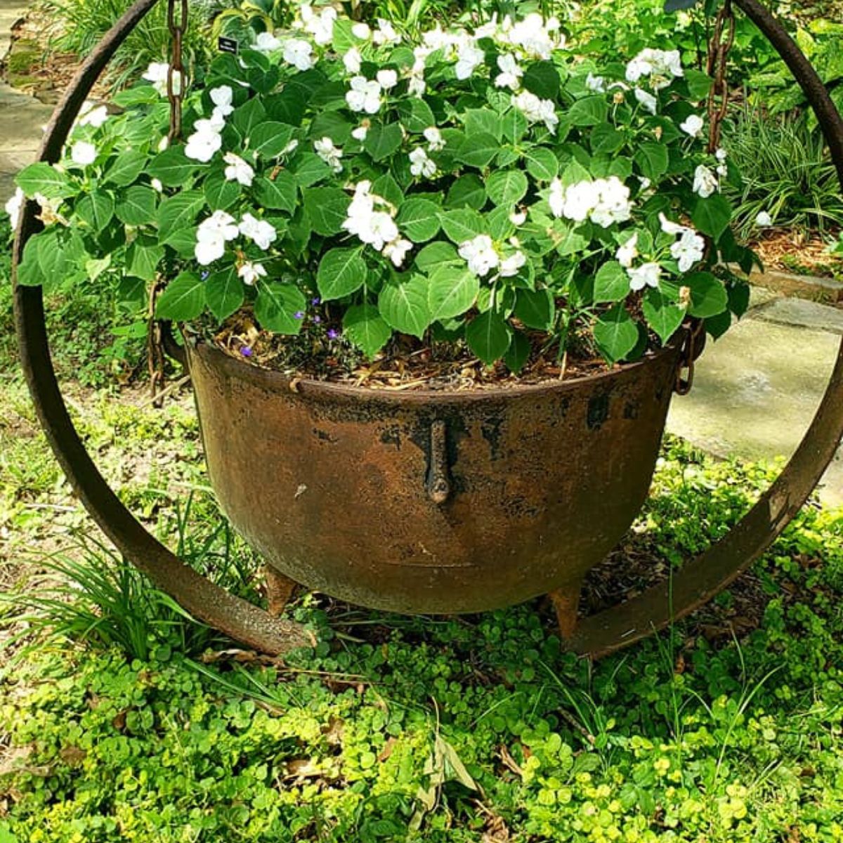 cast iron kettle planter with white impatiens