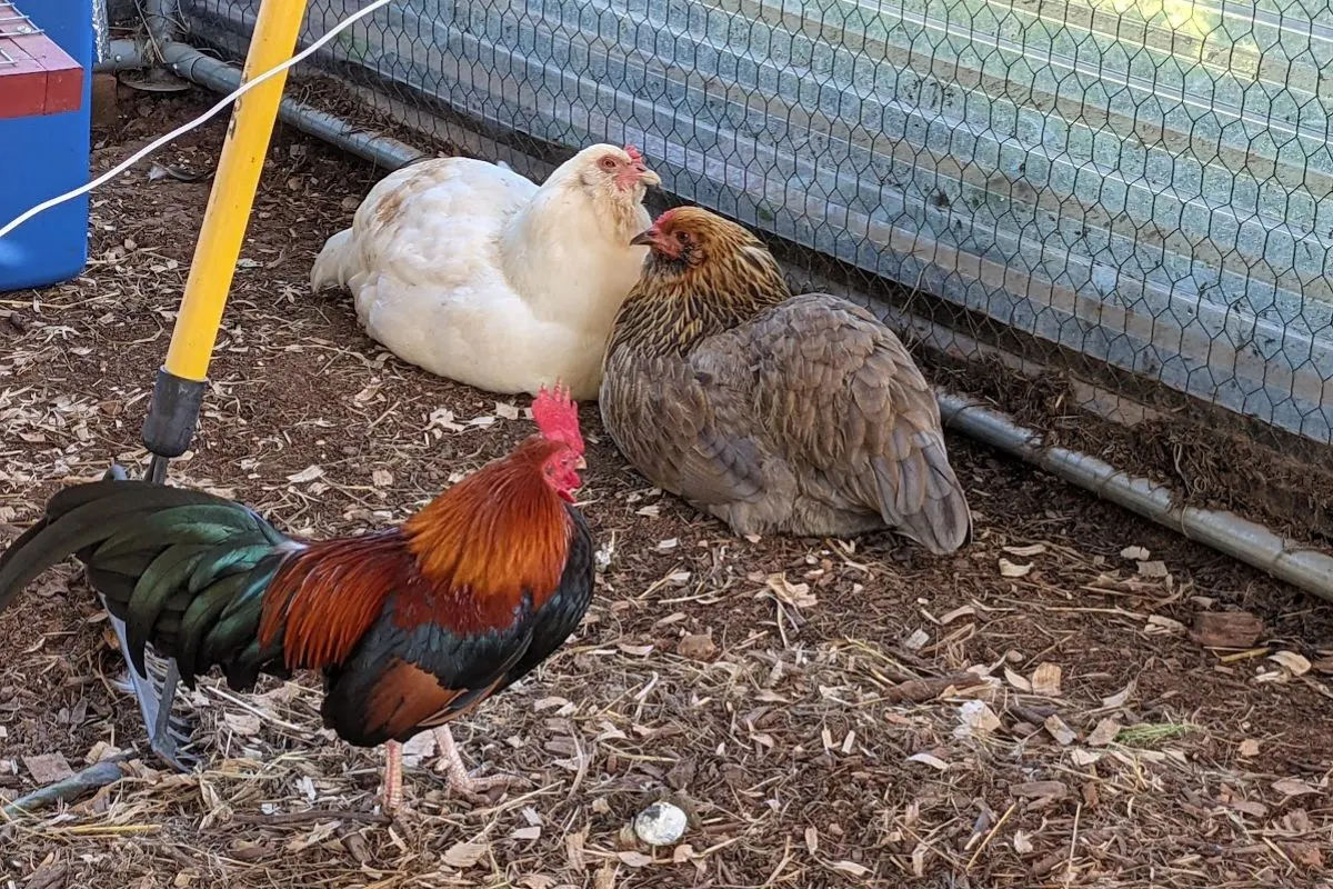 chickens chilling in the shade