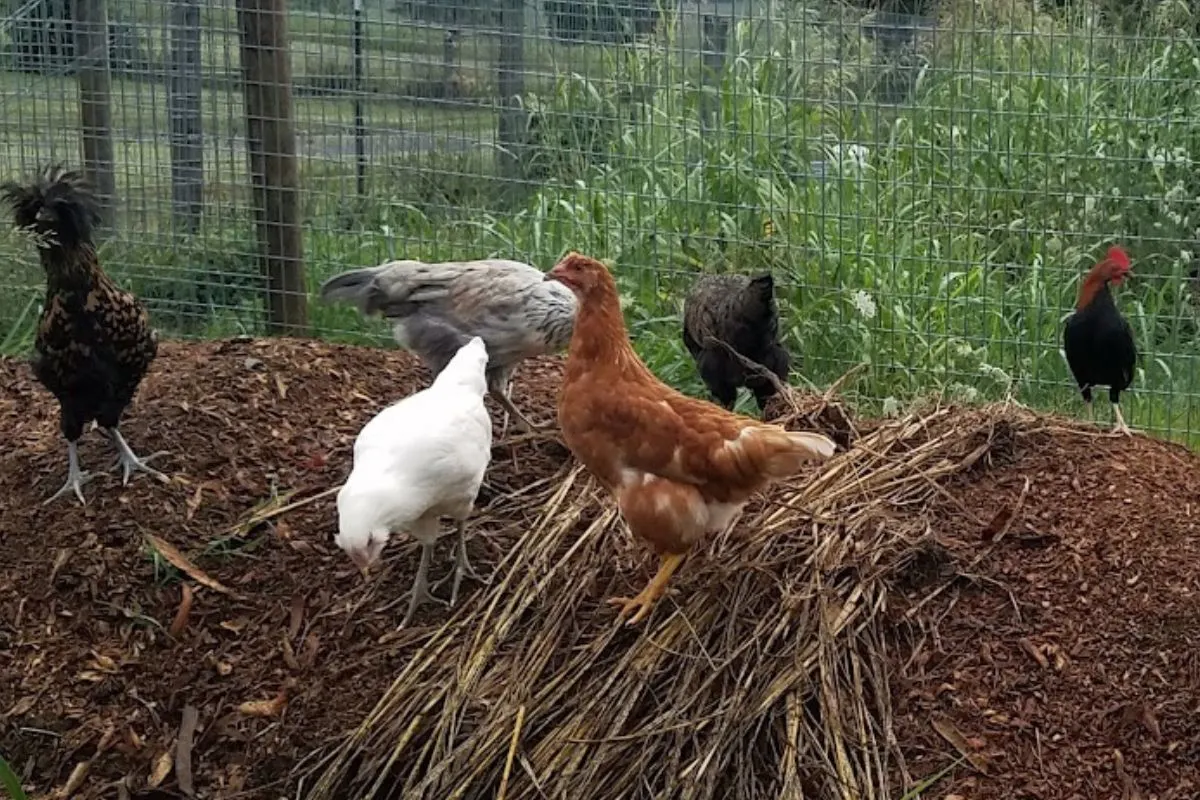 chickens scratching in the garden