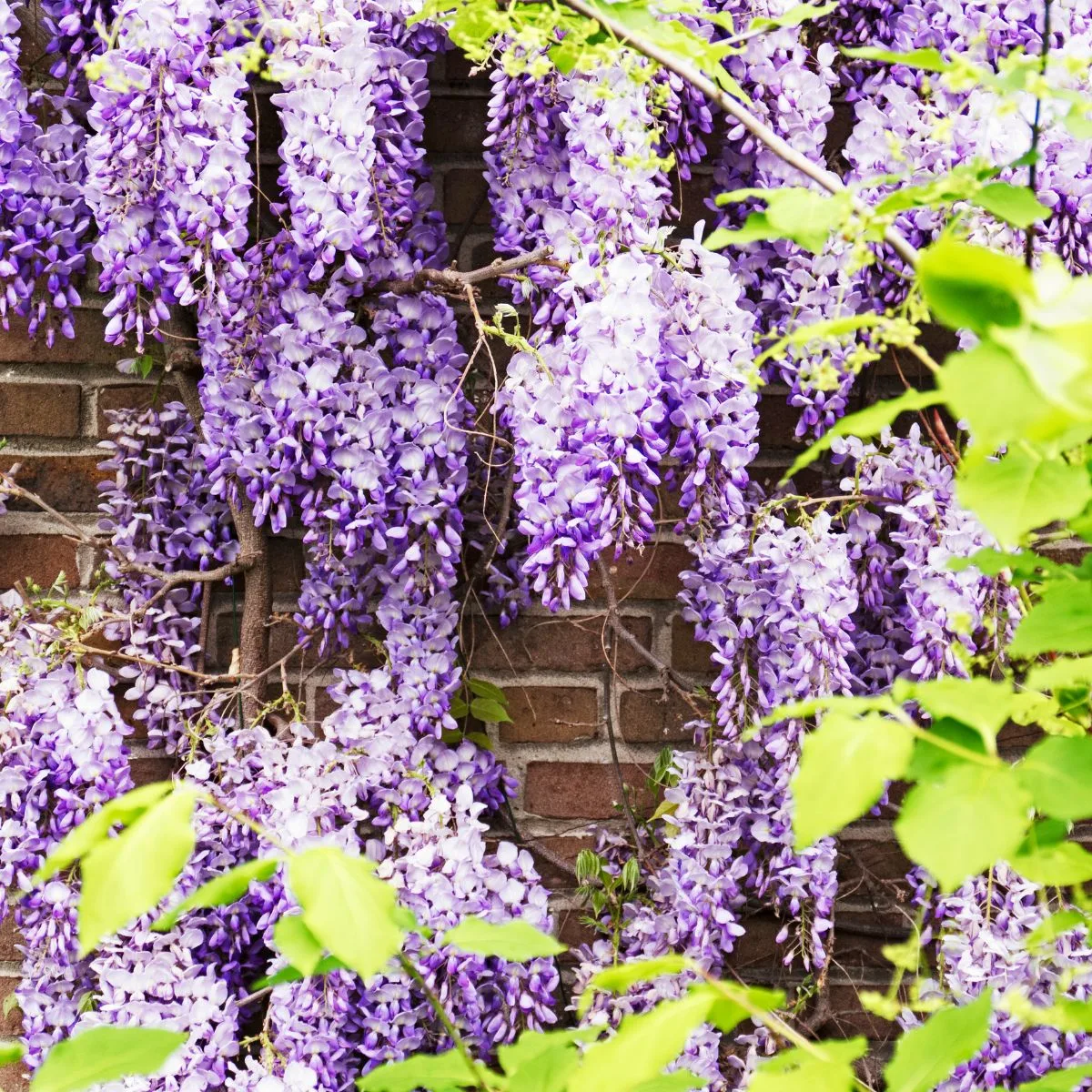 Chinese wisteria